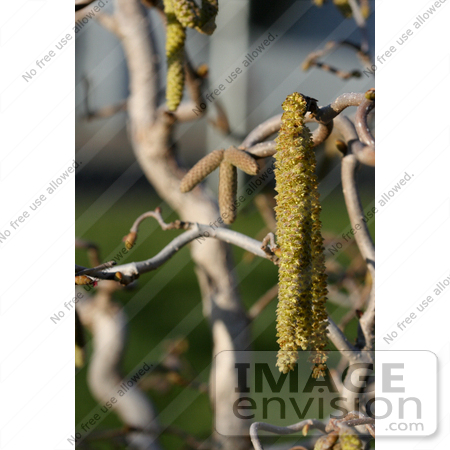#965 Stock Photo of Catkins on Harry Lauder by Jamie Voetsch