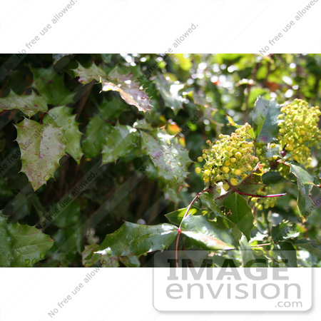 #974 Stock Photograph of the Oregon Grape Flowers by Jamie Voetsch