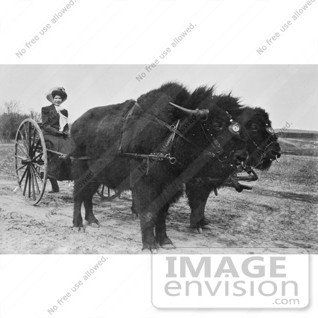 #9791 Picture of a Bison Pulling a Woman in a Cart by JVPD