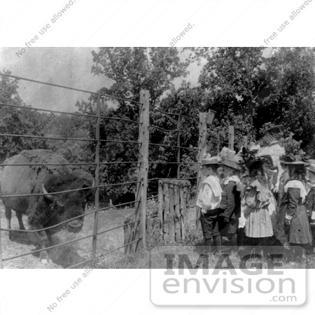 #9794 Picture of Children Looking at a Caged Bison by JVPD