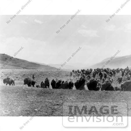 #9796 Picture of a Buffalo Stampede by JVPD