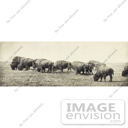 #9798 Picture of a Group of Bison by JVPD
