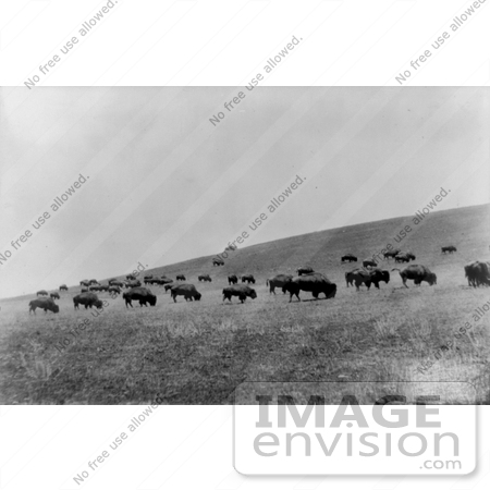 #9806 Picture of Bison Grazing by JVPD