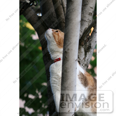 #987 Picture of a Cat in a Tree Looking for Birds by Kenny Adams