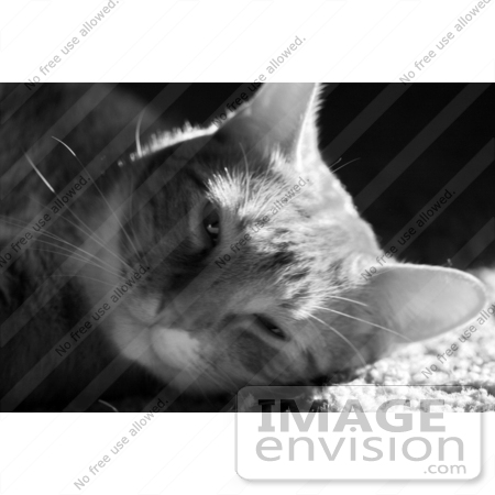 #989 Black and White Picture of a Cute Cat Falling Asleep by Kenny Adams