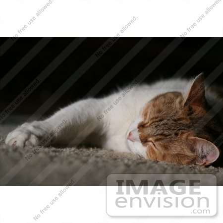 #991 Picture of a Cat Sleeping by Kenny Adams