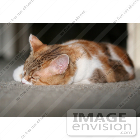 #993 Picture of an Exhausted Cat by Kenny Adams