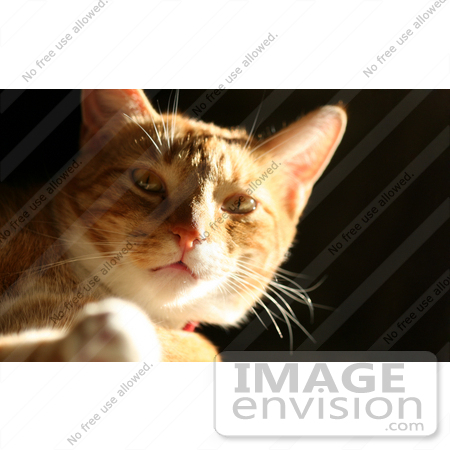 #996 Picture of an Orange & White Cat by Kenny Adams
