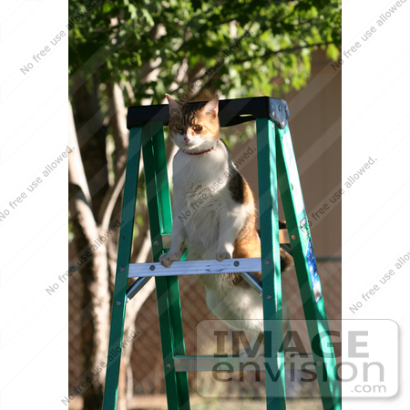 #997 Picture of a Cat on a Ladder by Kenny Adams