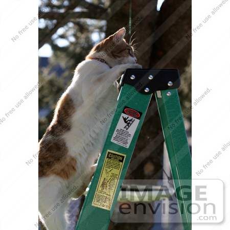 #998 Picture of a Cat Climbing to the Top of a Ladder by Kenny Adams