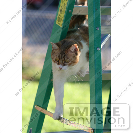 #999 Picture of a Cat on a Stepladder by Kenny Adams