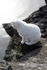 #1060 Picture of a White Ocean Cat Looking Down from a Jetty by Kenny Adams