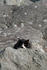 #1073 Picture of a Homeless Black & White Cat Hiding Behind a Rock by Kenny Adams