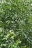 #10739 Picture of Leaves on a Raywood Ash Tree by Jamie Voetsch