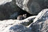 #1075 Picture of a Stray Brown Tabby Cat Sitting In front of a Cave by Kenny Adams