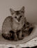 #10878 Picture of Savannah Kittens - Sepia Toned by Jamie Voetsch