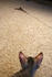 #10881 Picture of an F4 Savannah Kitten Stalking a Toy by Jamie Voetsch