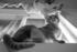 #10895 Picture of a Cat on a Window Sill by Jamie Voetsch
