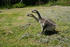 #10973 Picture of Two African Goslings by Jamie Voetsch