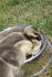 #10974 Picture of African Goslings (Anser cygnoides) by Jamie Voetsch