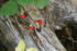 #110 Stock Photo of Wild Blackberries Over a Wooden Stump by Jamie Voetsch