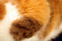 #1108 Image of a Calico Cat by Jamie Voetsch
