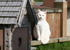 #1123 Picture of a White Cat Sitting on the Edge of a Cat House by Kenny Adams