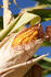 #1137 Picture of Sweet Yellow Corn on the Cob by Kenny Adams