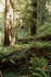 #114 Stock Image of the Redwood Forest by Jamie Voetsch