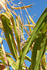#1141 Picture of Corn Plant Leaves by Kenny Adams