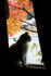 #1158 Picture of a Cat Looking Out of a Window by Kenny Adams
