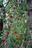 #1178 Photo of Red Honeysuckle (Lonicera ciliosa) Berries in Autumn by Jamie Voetsch