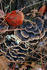 #1185 Photograph of Bracket Fungus Growing on a Tree Stump by Jamie Voetsch