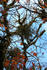 #1190 Photograph of Mistletoe in an Oak Tree by Jamie Voetsch