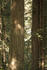 #120 Stock Photograph of Redwood Trees in a Forest by Jamie Voetsch
