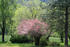 #12075 Picture of a Pink Tamarix Tree by Jamie Voetsch