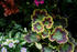 #12082 Picture of Colorful Geranium Leaves by Jamie Voetsch
