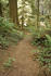 #121 Stock Photo of a Path Through a Redwood Forest by Jamie Voetsch