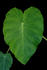 #12117 Picture of an Elephant Ear Plant by Jamie Voetsch