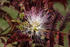 #12124 Picture of a Flowering Chocolate Mimosa by Jamie Voetsch