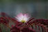 #12125 Picture of a Pink Mimosa Flower by Jamie Voetsch