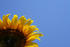 #12129 Picture of an American Giant Sunflower by Jamie Voetsch