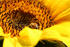 #12130 Picture of a Bee on Sunflower by Jamie Voetsch