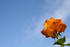 #12134 Picture of an Orange Rose by Jamie Voetsch