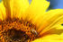 #12135 Picture of a Bee on Sunflower by Jamie Voetsch