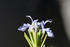 #12137 Picture of Rosemary Flowers by Jamie Voetsch
