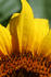 #12138 Picture of an American Giant Sunflower by Jamie Voetsch