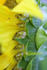 #12141 Picture of Growing Sunflower Seeds by Jamie Voetsch