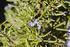 #12142 Picture of Rosemary Blossoms and Buds by Jamie Voetsch
