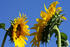 #12143 Picture of American Giant Sunflowers by Jamie Voetsch
